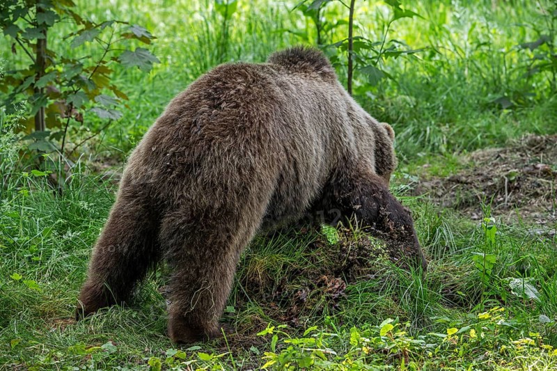 Brown bear covering prey with leaves, soil, grass and forest debris in thicket of wood to return later to the cache to feed on the decomposing carcass