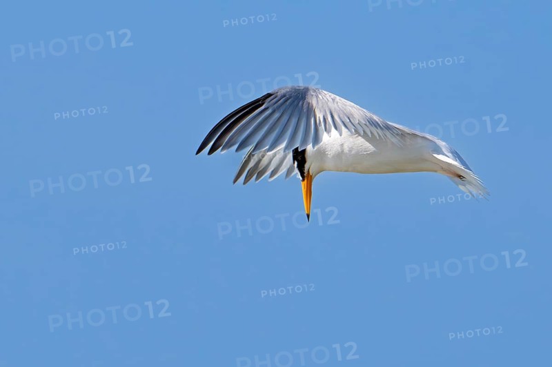 Little tern (Sternula albifrons, Sterna albifrons) in breeding plumage in flight hovering above sea water, searching for fish in spring