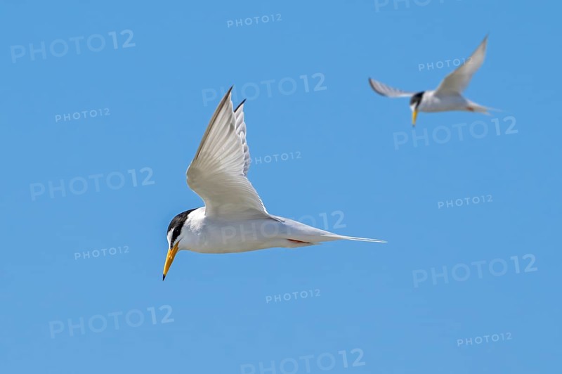 Two little terns (Sternula albifrons, Sterna albifrons) in breeding plumage in flight against blue sky in spring
