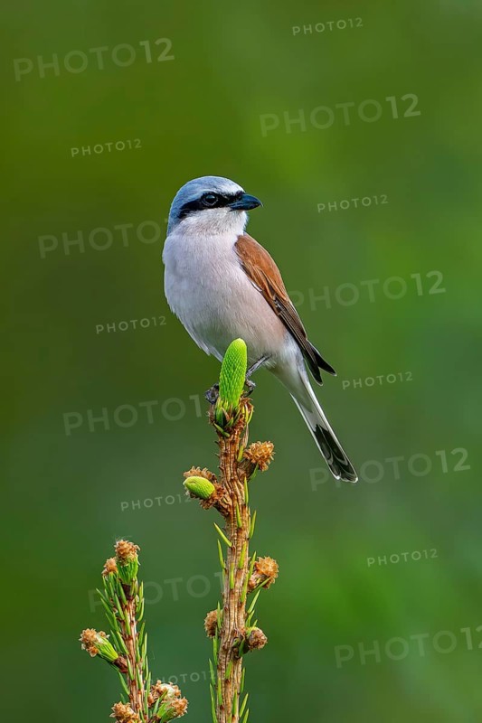 Red-backed shrike (Lanius collurio) adult male perched in pine tree at forest edge in spring