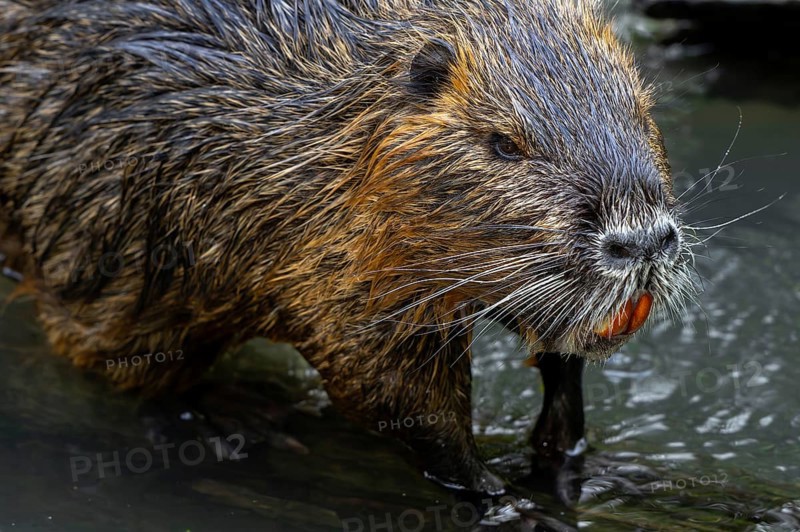 Coypu, nutria (Myocastor coypus) close-up portrait showing large bright orange-yellow incisors, invasive rodent in Europe, native to South America