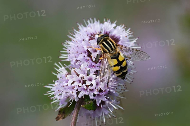 Dangling sunlover (Helophilus pendulus), on a flower of water mint (Mentha aquatica), flowering, North Rhine-Westphalia, Germany, Europe