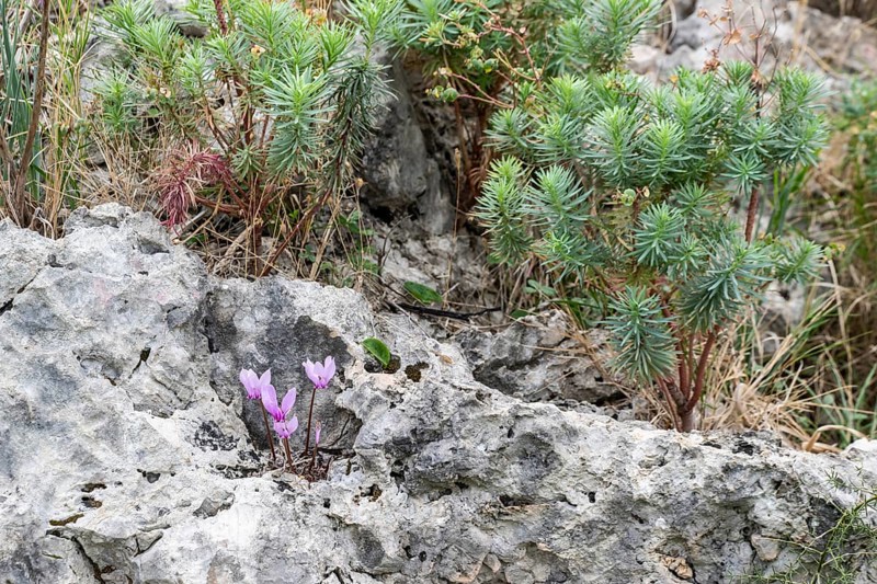 Cyclamen (Cyclamen neapolitanum), Sicily, Italy, Europe