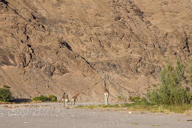 Angola giraffes (Giraffa camelopardalis angolensis) in the Hoanib dry river, Kaokoveld, Kunene region, Namibia, Africa