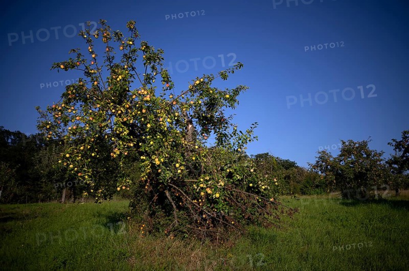 Apple tree, yellow apples, full, meadow orchard, Waiblingen, Baden-Württemberg, Germany, Europe