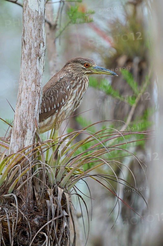 Night heron (Nycticorax nycticorax), young bird on Bromelia, spring, Everglades National Park, Florida, USA, North America