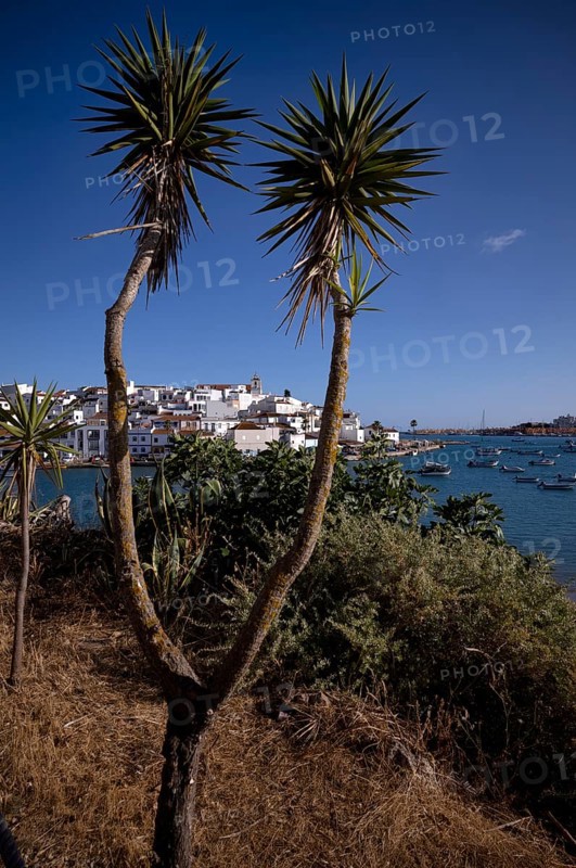 Yucca in front of fishing village Ferragudo, harbour, Algarve, Portugal, Europe