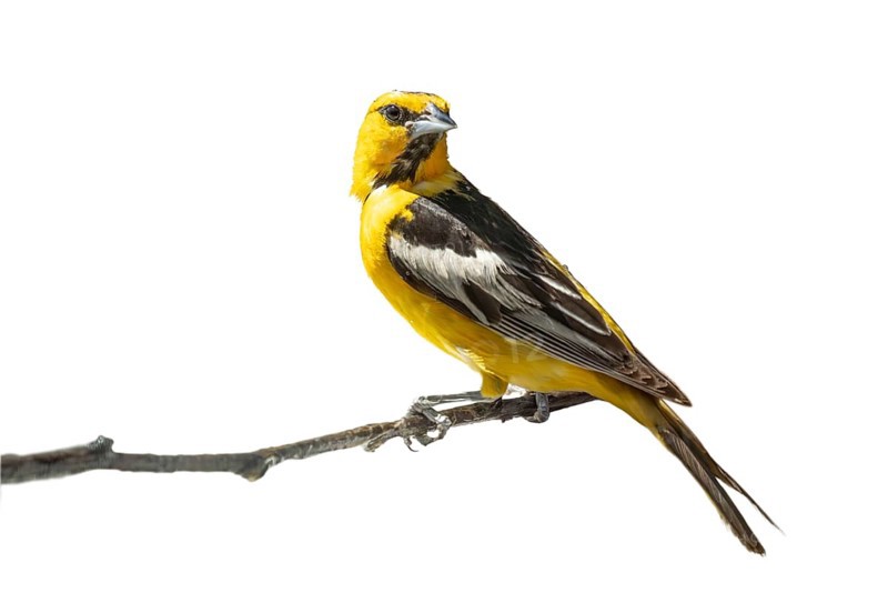 Bullock's oriole bird close-up perched on a branch isolated on a white background