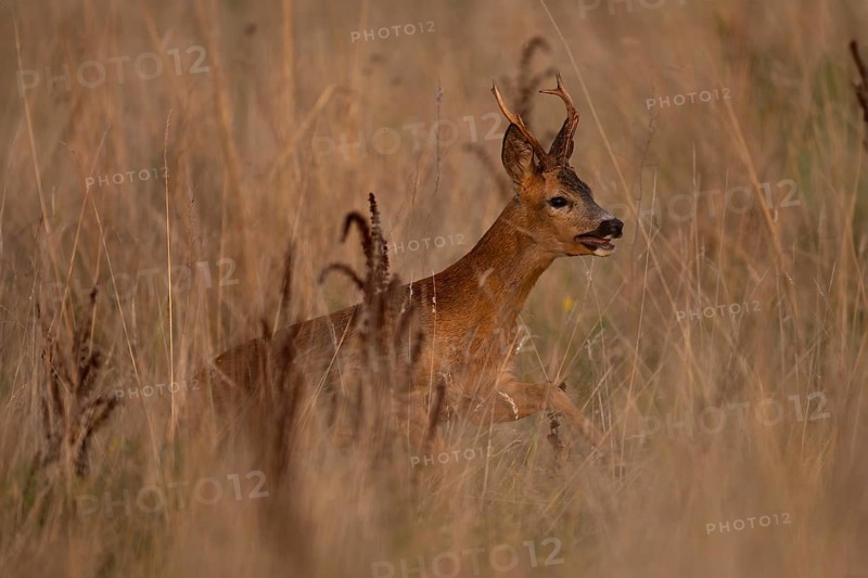 Roebuck, leaf time, Wittlich, Rhineland-Palatinate, Germany, Europe