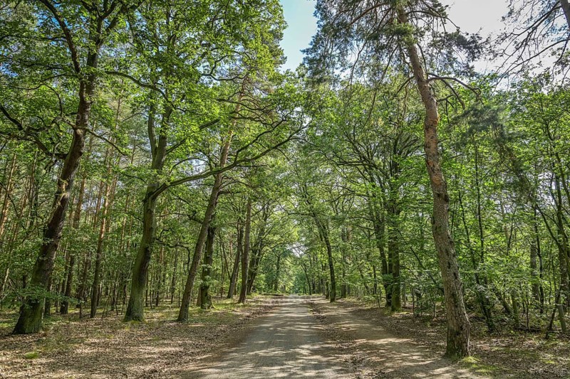 Jungfernheide Forest, Tegel, Reinickendorf, Berlin, Germany, Europe