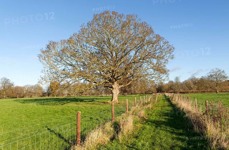 Footpath across field with leafless sycamore tree, Acer pseudoplatanus, winter landscape, Sutton, Suffolk, England, UK