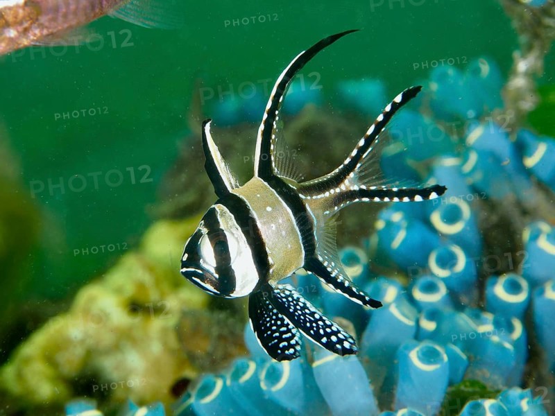 A cardinalfish with a striped fin, Banggai cardinalfish (Pterapogon kauderni), swimming between blue sea squirts, dive site Secret Bay, Gilimanuk, Bali, Indonesia, Asia