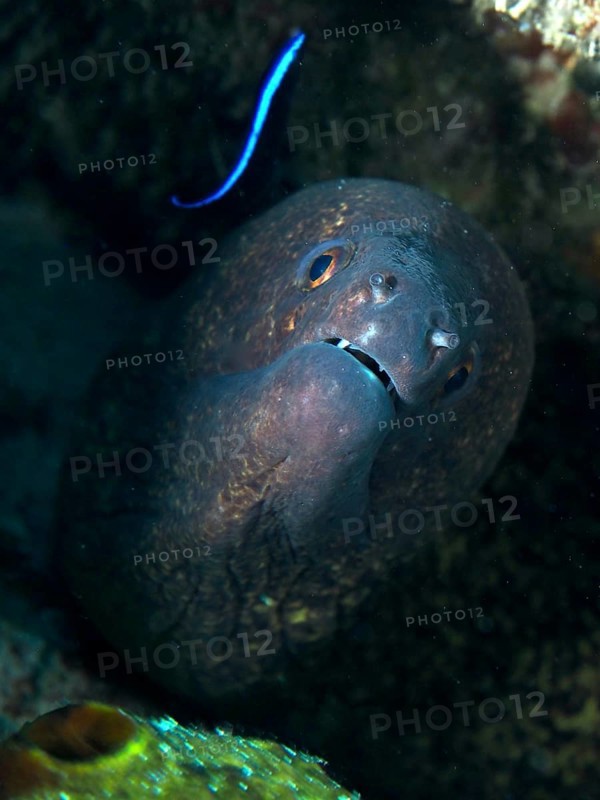 A sooty moray eel (Gymnothorax flavimarginatus) observing a cleaner wrasse, dive site Close Encounters, Permuteran, Bali, Indonesia, Asia