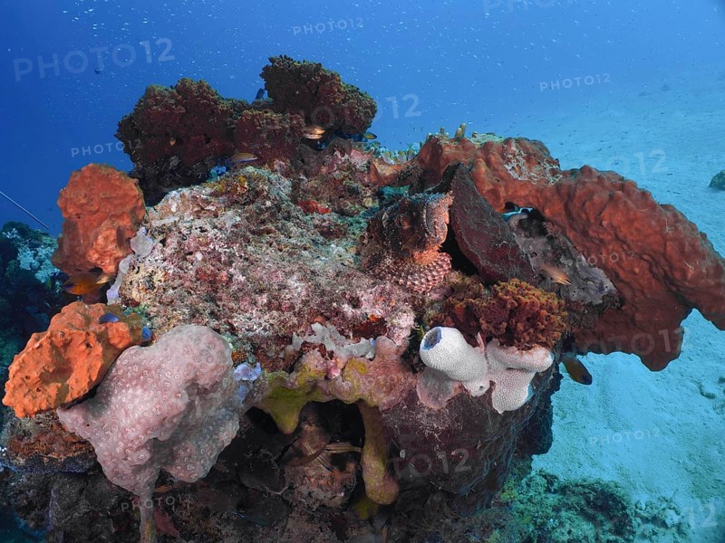 A coral reef with various colourful coral formations in the blue sea, with a Papuan scorpionfish (Scorpaenopsis papuensis) well hidden on top, dive site Close Encounters, Permuteran, Bali, Indonesia, Asia