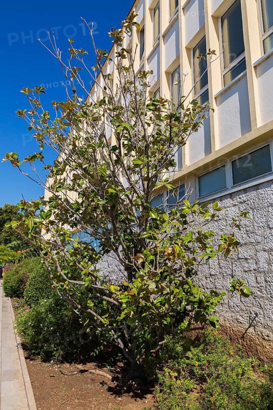 Ficus - Fig tree and various shrubs growing in border next to modern architectural building in late summer, Sibenik, Croatia, Europe