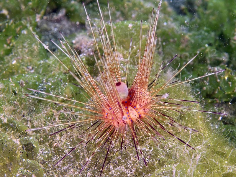 Colourful sea urchin with long spines, Variable Fire Urchin, Blue spotted sea urchin (Astropyga radiata), on green sea floor, dive site Secret Bay, Gilimanuk, Bali, Indonesia, Asia