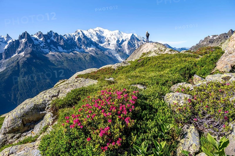 Mountaineer in mountain landscape with alpine roses, mountain panorama with glaciated summit of Mont Blanc, Mont Blanc massif, Aiguilles Rouges, Chamonix-Mont-Blanc, Haute-Savoie, France, Europe