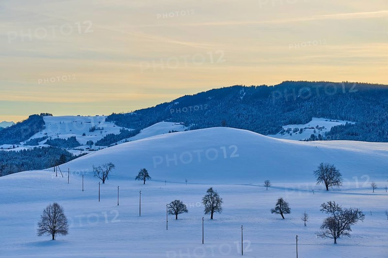 Snowy hills with scattered trees and a mountain in the background, under a pastel-coloured sky at sunrise, Menzingen, Zug, Canton Zug, Switzerland, Europe