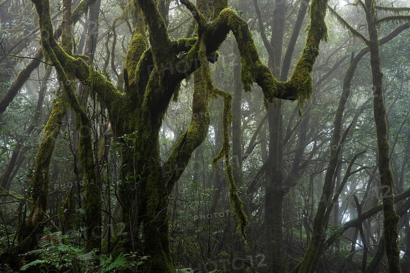 Laurel trees with mosses and lichens in the cloud forest. Foggy weather. Garajonay National Park, La Gomera, Canary Islands, Spain, Europe