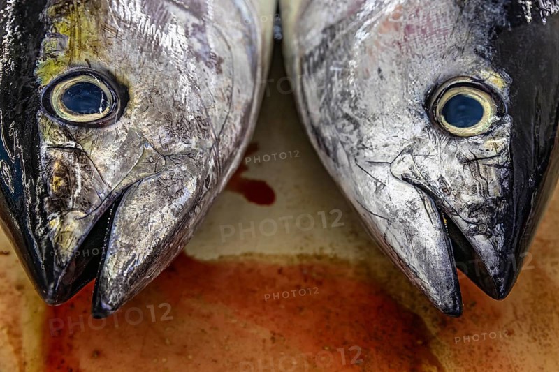 Fish on display at the fish market in Mutrah, Muscat, Arabian Peninsula, Sultanate of Oman
