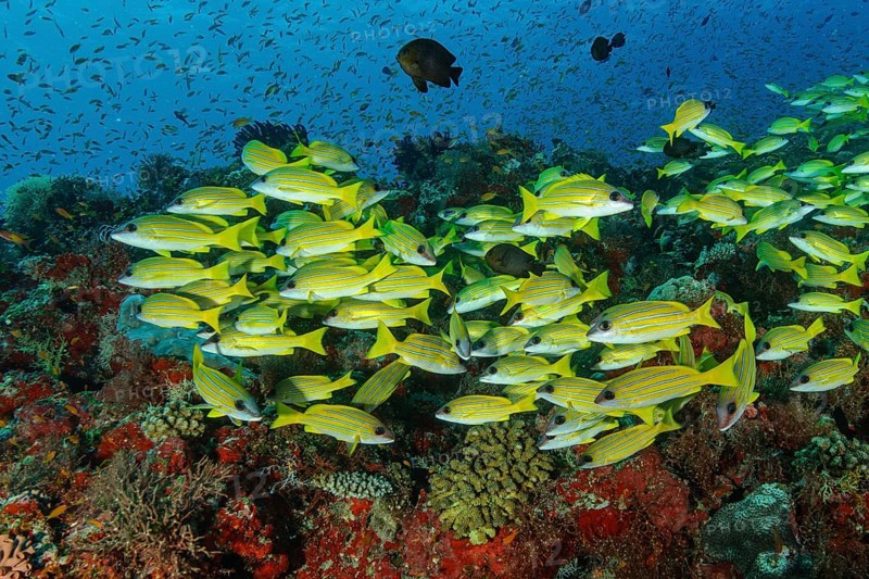 Shoal of blue-striped snapper (Lutjanus kasmira) swimming over colourful vibrant healthy intact tropical coral reef in tropical waters Sea, Indian Ocean, Maldives, Asia