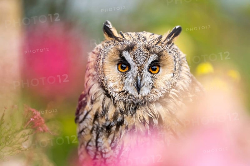Long-eared owl (Asio otus), or lesser horned owl, sitting in middle of blossoming flowers, captive, Pyrenees, Catalonia, Spain, Europe