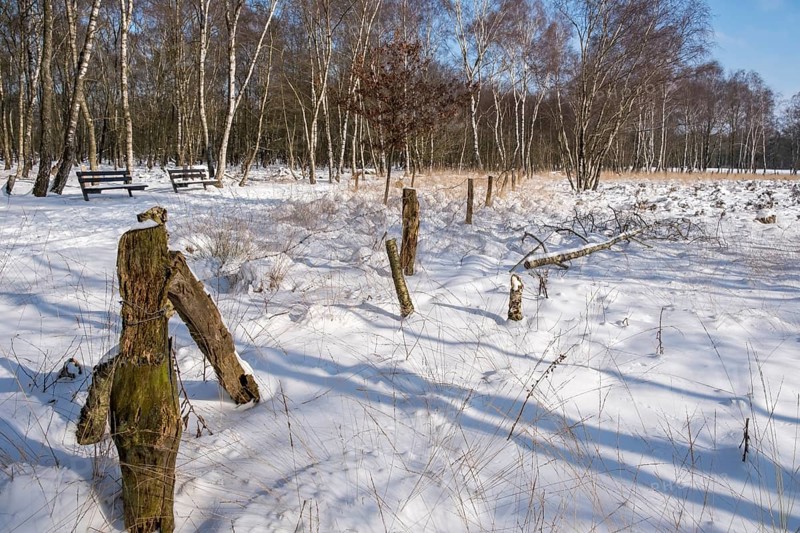 Snowy forest landscape with wooden fence and bench under a blue sky, Zwillbrocker Venn, nature reserve, Zwillbrock, Vreden, North Rhine-Westphalia, Germany, Europe