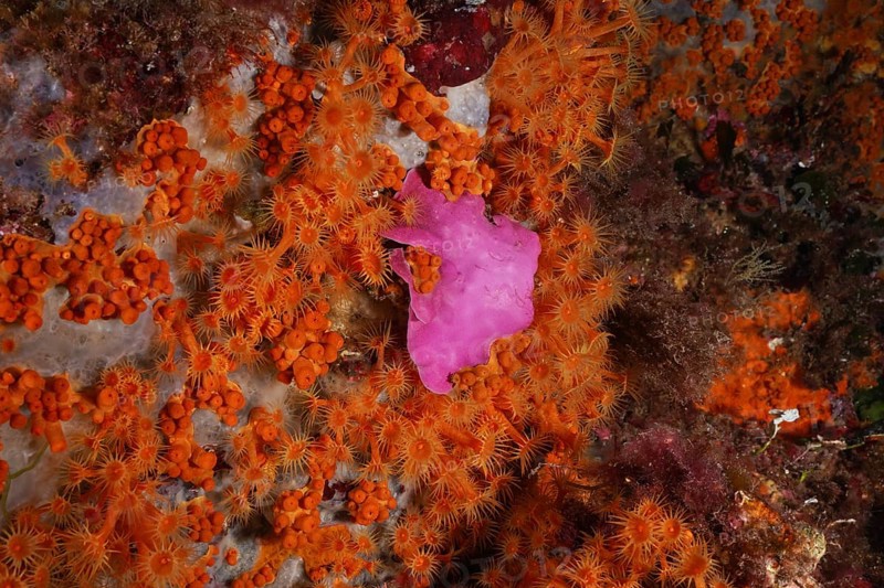 Spreading stonewort (Mesophyllum expansum) and Yellow cluster anemone (Parazoanthus axinellae) enliven the seabed in the Mediterranean near Hyères. Dive site Sec de la Jeaune Garde, Giens peninsula, Provence Alpes Côte d'Azur, France, Europe