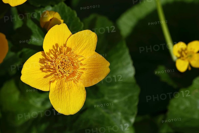 Marsh marigold (Caltha palustris), yellow flower, close-up, Wilnsdorf, North Rhine-Westphalia, Germany, Europe