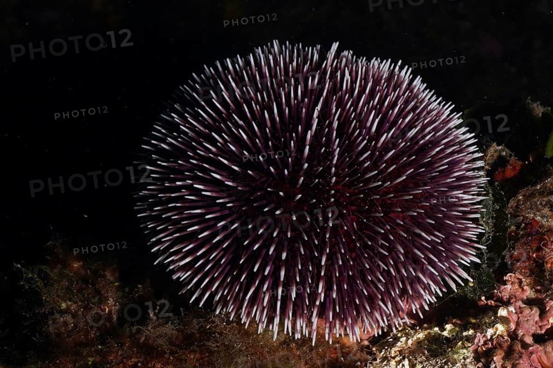 Round sea urchin with numerous spiny outgrowths, Sphaerechinus granularis, under water on rock. Dive site Cap de Creus Marine Protected Area, Rosas, Costa Brava, Spain, Mediterranean Sea, Europe
