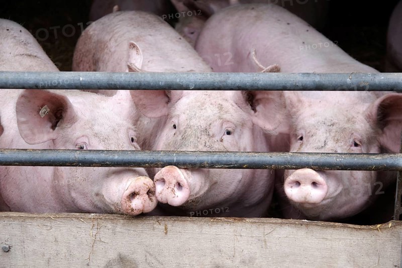 Domestic pig (Sus scrofa domesticus), pigsty, looking, Germany, Three pigs in the sty standing at the fence, Europe