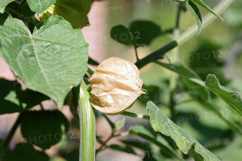 Bladder cherries (physalis), cape gooseberry, plant, skin, ripe, leaf, fresh, When the skin of the phyalis is coloured yellow, then the fruit is ripe