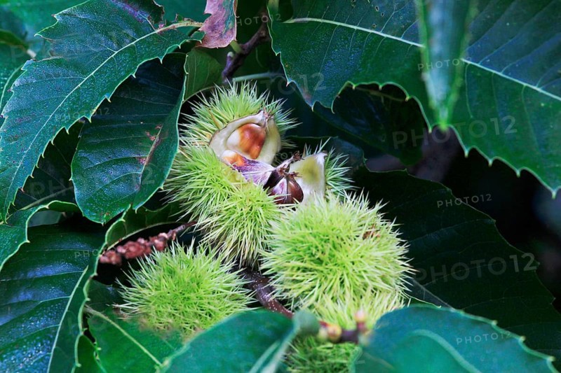 Chestnuts, September, Mecklenburg-Western Pomerania, Germany, Europe