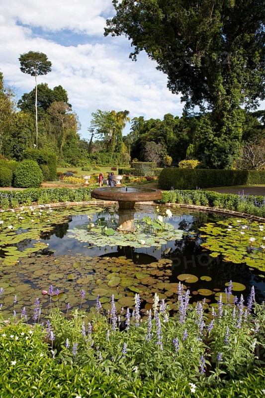 Lotus pond in the Royal Botanic Gardens, Kandy, Central Province, Sri Lanka, Asia