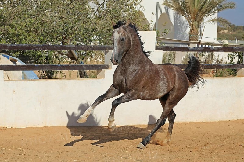 Arabian horse, thoroughbred Arabian, Djerba, Tunisia, Africa