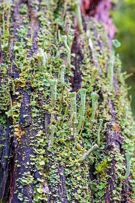 Close up at growing Trumpet cup lichen (Cladonia) on a tree stump