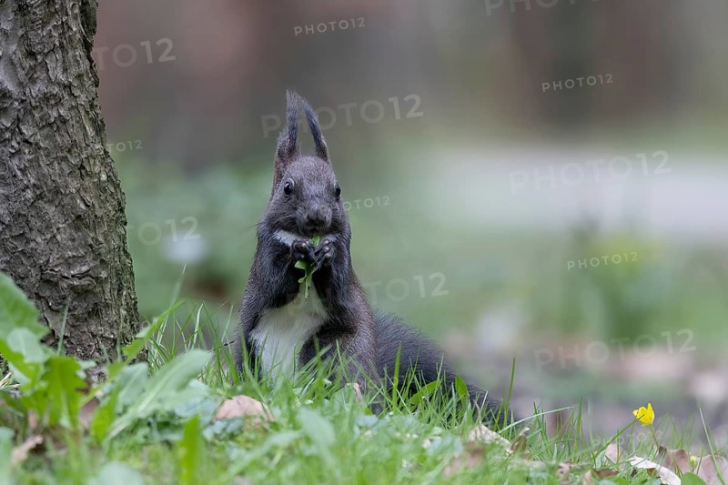 Eurasian red squirrel (Sciurus vulgaris) eating dandelion leaf, Austria, Upper Austria, Europe