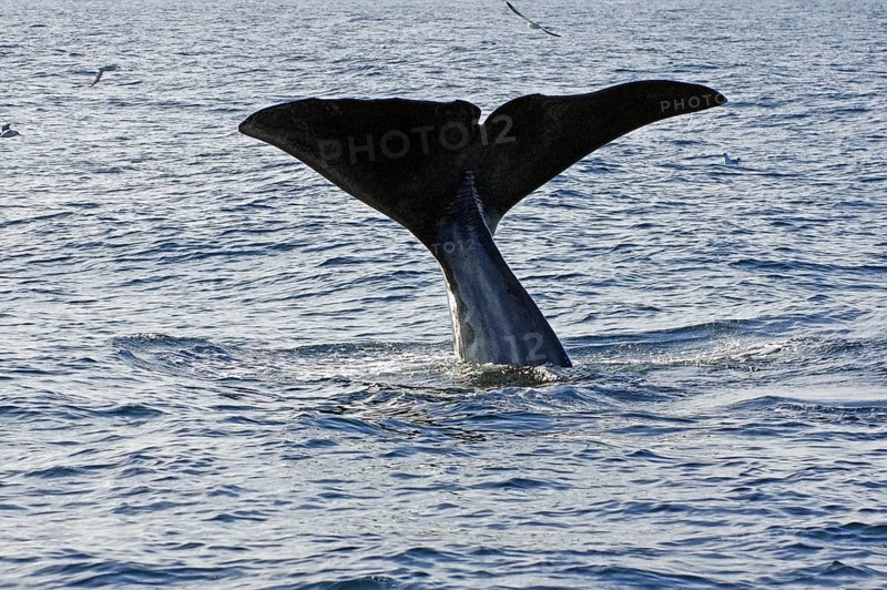 A large humpback whale dives into the water of the sea, whale watching, Andenes, Langoya, Vesteralen, Nordland, Norway, Europe