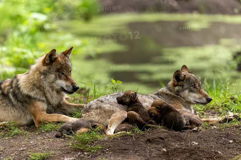 A pack of wolves rests in a green environment, the pups cuddle up to their mother, European grey gray wolf (Canis lupus)