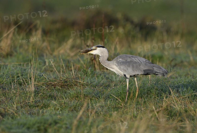 Grey heron (Ardea cinerea) hunting in a meadow with a mouse in its beak, Lower Rhine, North Rhine-Westphalia, Germany, Europe