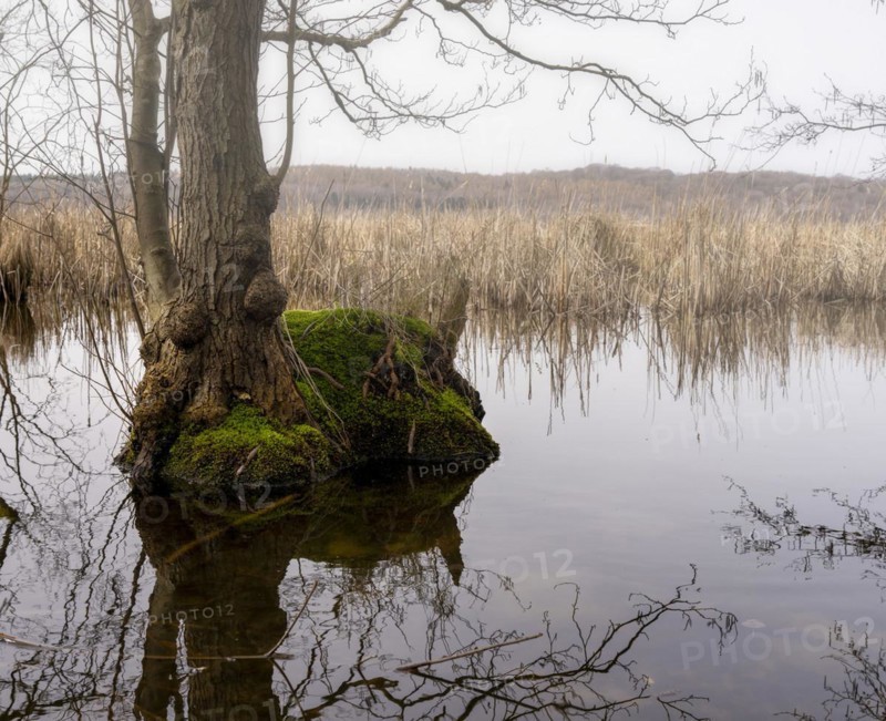 Trees in the damp ground by the Bodden, Binz, Rügen, Mecklenburg-Western Pomerania, Germany, Europe