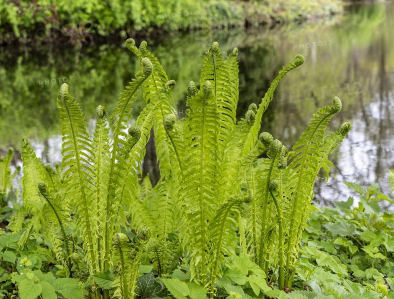 Vascular spore plant, fern in the forest, Berlin, Germany, Europe