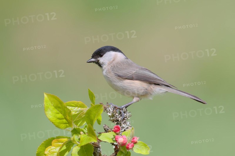Marsh tit (Parus palustris) sitting on a branch with apple blossoms, Songbird, Birds, Wildlife, Siegerland, North Rhine-Westphalia, Germany, Europe