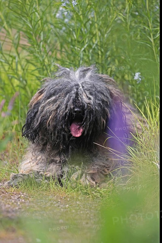 Puli, rare dog breed