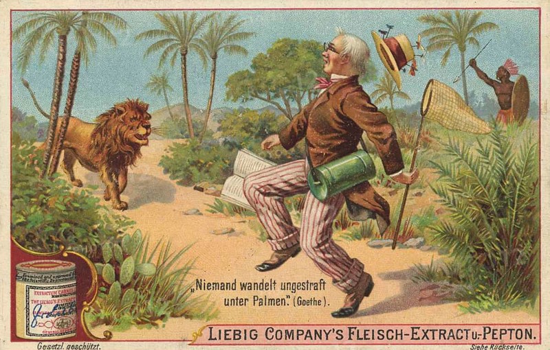 Picture series Sayings of famous poets, Goethe, no one walks unpunished under palm trees, Liebig picture, digitally restored reproduction of a collector's picture from around 1900, public domain, exact date unknown, man fleeing humorously from a lion in an exotic landscape under palm trees