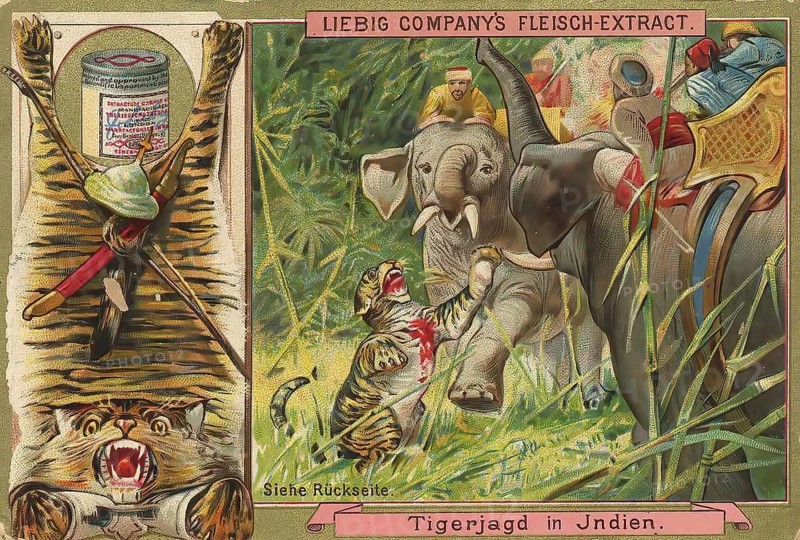 Picture series Hunting, Tiger hunt in India, Liebig picture, digitally restored reproduction of a collector's picture from around 1900, public domain, exact date unknown, A tiger attacks an elephant in the Indian elephant jungle