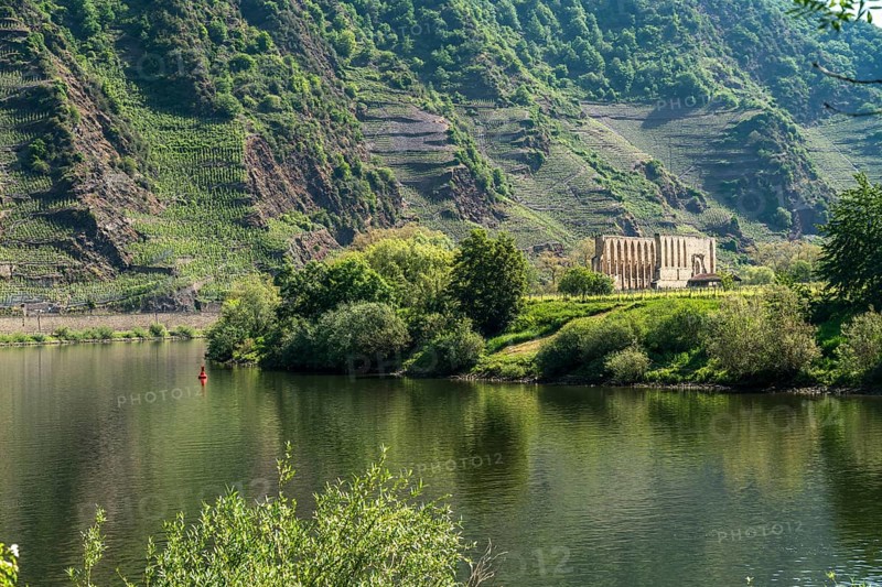 Vineyards on the Calmont and the ruins of the Stuben monastery near Bremm on the Moselle, Rhineland-Palatinate, Germany, Europe