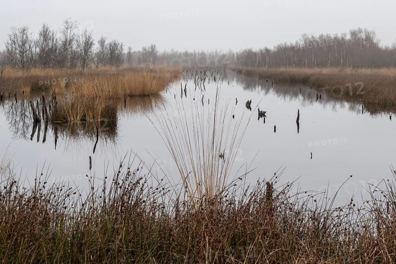 Autumnal moor landscape, Bargerveen, province of Drenthe, Netherlands