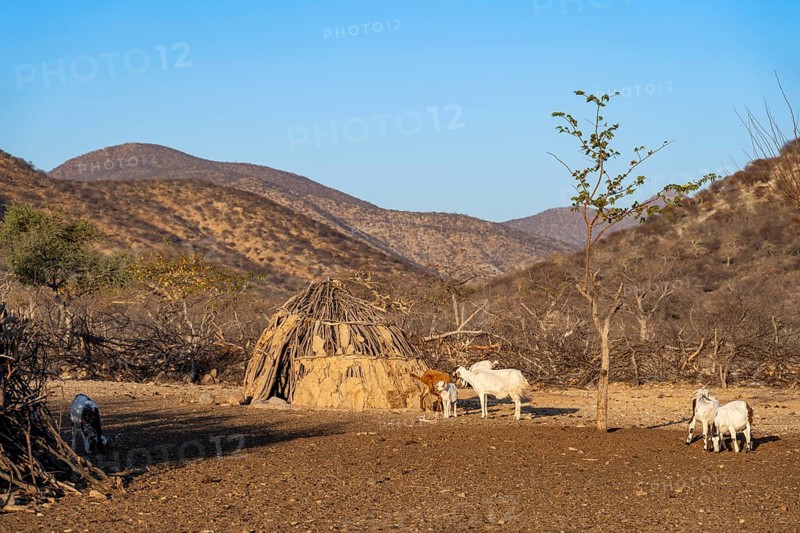 Goats and huts in a traditional Himba village, in the morning light, Kaokoveld, Kunene, Namibia, Africa