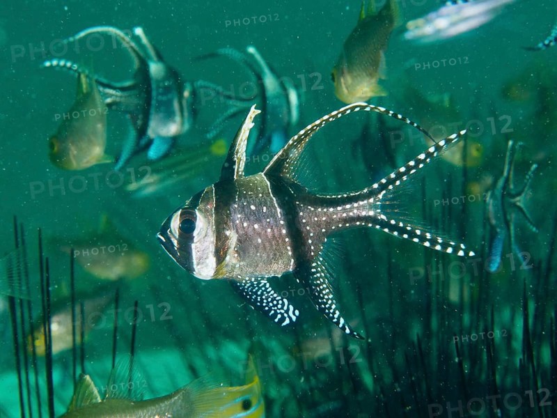 A school of striped Banggai cardinalfish (Pterapogon kauderni) swimming near Diadema setosum, dive site Secret Bay, Gilimanuk, Bali, Indonesia, Asia